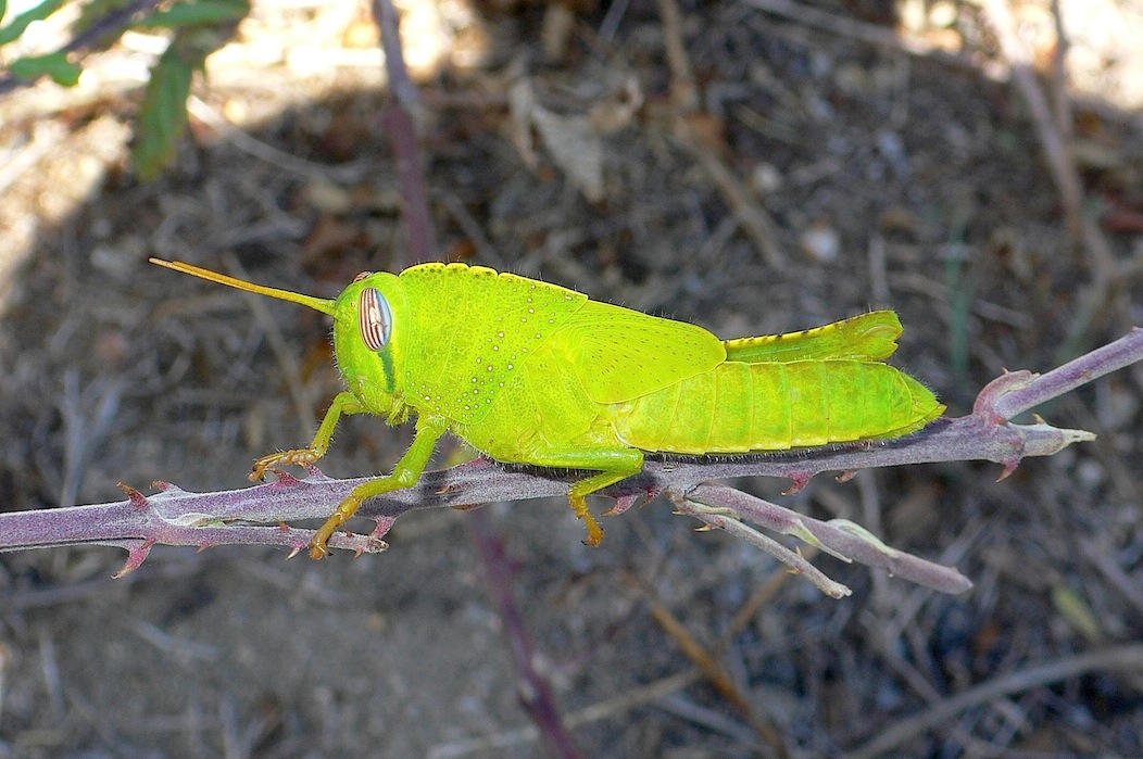 Ninfa di Anacridium aegyptium